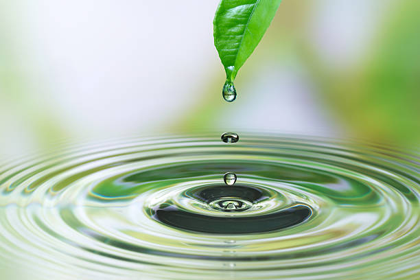 капли воды на лист - leaf water drop environment стоковые фото и изображения