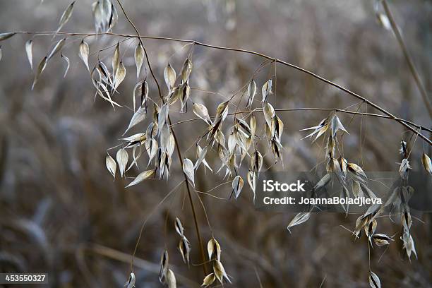 Spikelets Of 맥류 농업 배경기술 0명에 대한 스톡 사진 및 기타 이미지 - 0명, 건조한, 곡초류