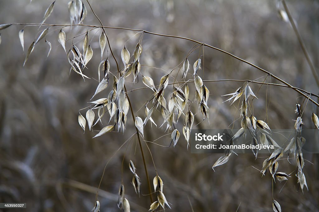 spikelets из хлопьев, как сельскохозяйственное фоне - Стоковые фото Без людей роялти-фри