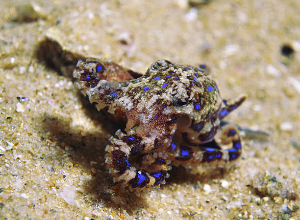 Beauty but deadly Blue Ringed Octopus stock photo