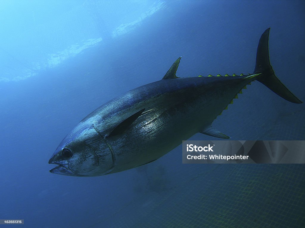 Thunfisch - Lizenzfrei Großer Thunfisch Stock-Foto