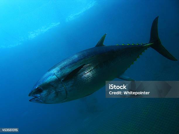 Thunfisch Stockfoto und mehr Bilder von Großer Thunfisch - Großer Thunfisch, Thunfisch - Tier, Unterwasseraufnahme