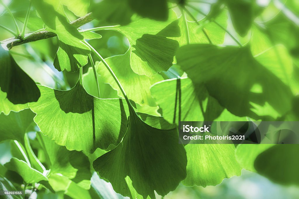 Hermosa naturaleza-Herb hojas - Foto de stock de Aire libre libre de derechos