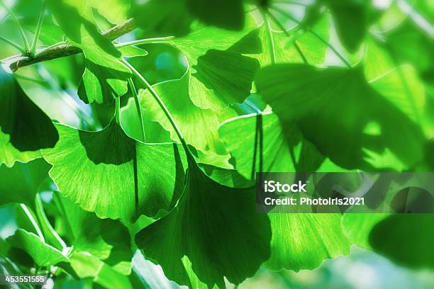 Hermosa Naturalezaherb Hojas Foto de stock y más banco de imágenes de Aire libre - Aire libre, Amarillo - Color, Boscaje