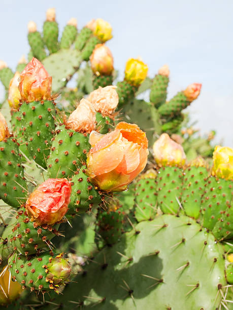 istock Prickly pear plant (cactus) in blossom after rain 453552283
