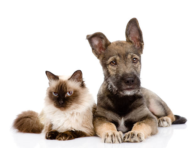 cachorrinho e gato siamês em - dog tranquil scene pets animals and pets imagens e fotografias de stock