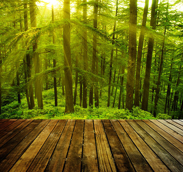 istock View of trees in a forest with wood deck in foreground 453552473