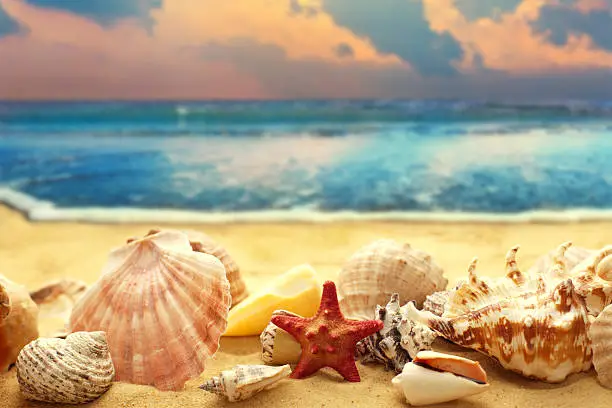 Seashells on the sandy beach at ocean background