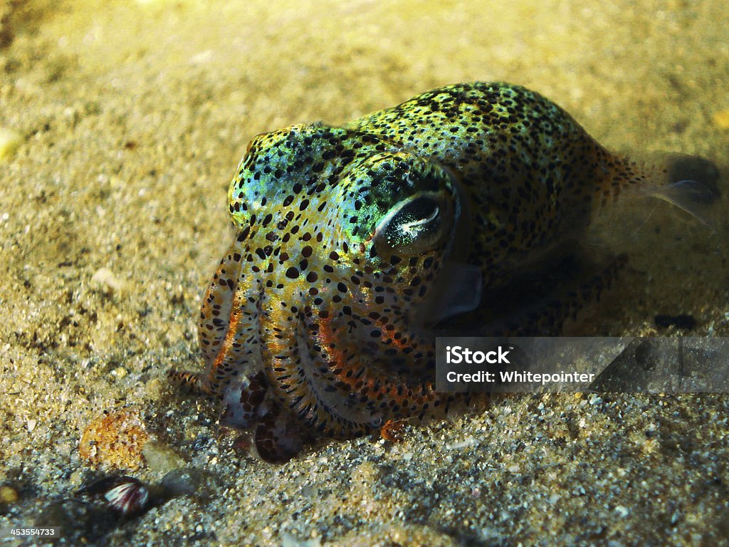 Bobtail Squid Euprymna tasmanica or Bobtail squid as known also Southern dumpling squid. Cute Stock Photo