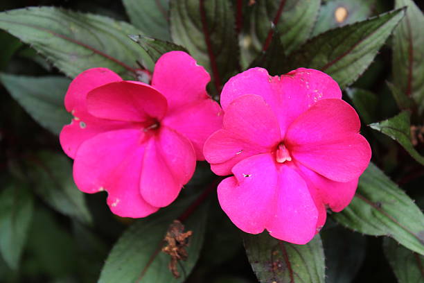 Fiori di colore rosa - foto stock