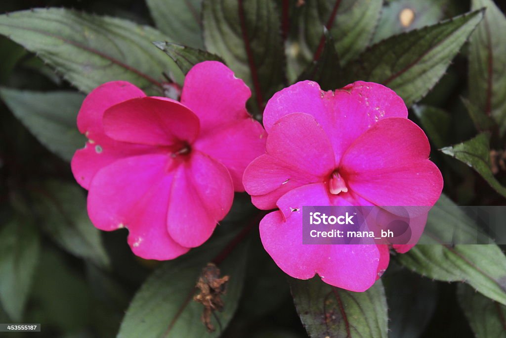 Flores cor-de-rosa quente - Foto de stock de Beleza natural - Natureza royalty-free