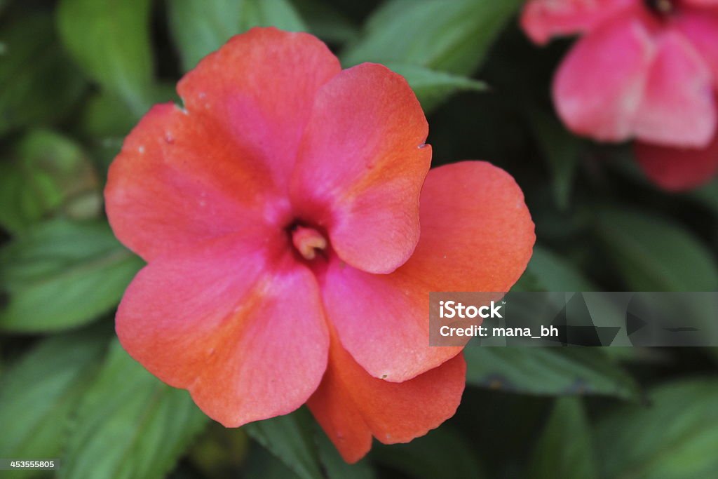 Flor Tropical - Foto de stock de Asia libre de derechos