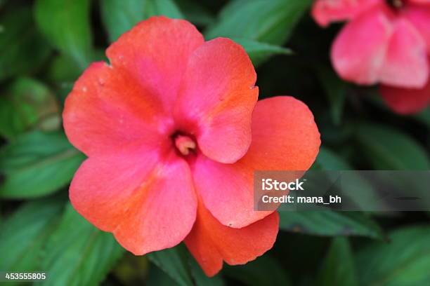 Flor Tropical Foto de stock y más banco de imágenes de Asia - Asia, Belleza de la naturaleza, Botánica