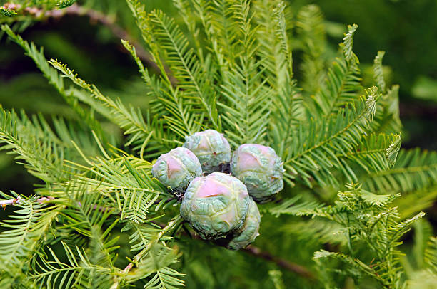 Cones and foliage of bald cypress (Taxodium distichum)