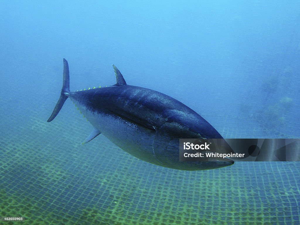 Tuna Bluefin Tuna Bluefin Tuna Stock Photo