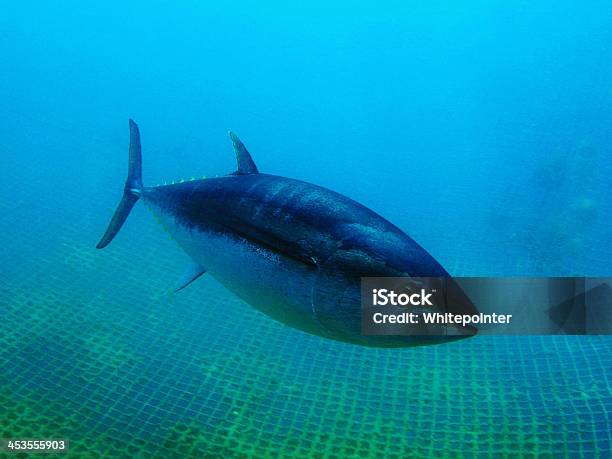 Tuna Stock Photo - Download Image Now - Bluefin Tuna, Sea, Animal