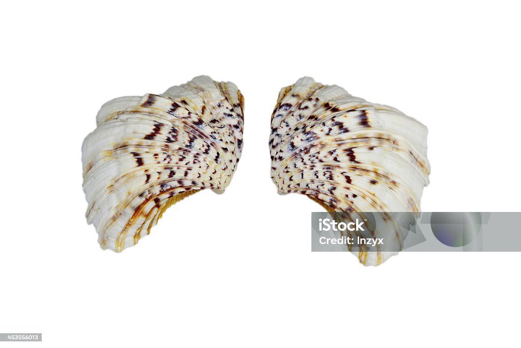 shell - Foto de stock de Arte e Artesanato - Assunto royalty-free