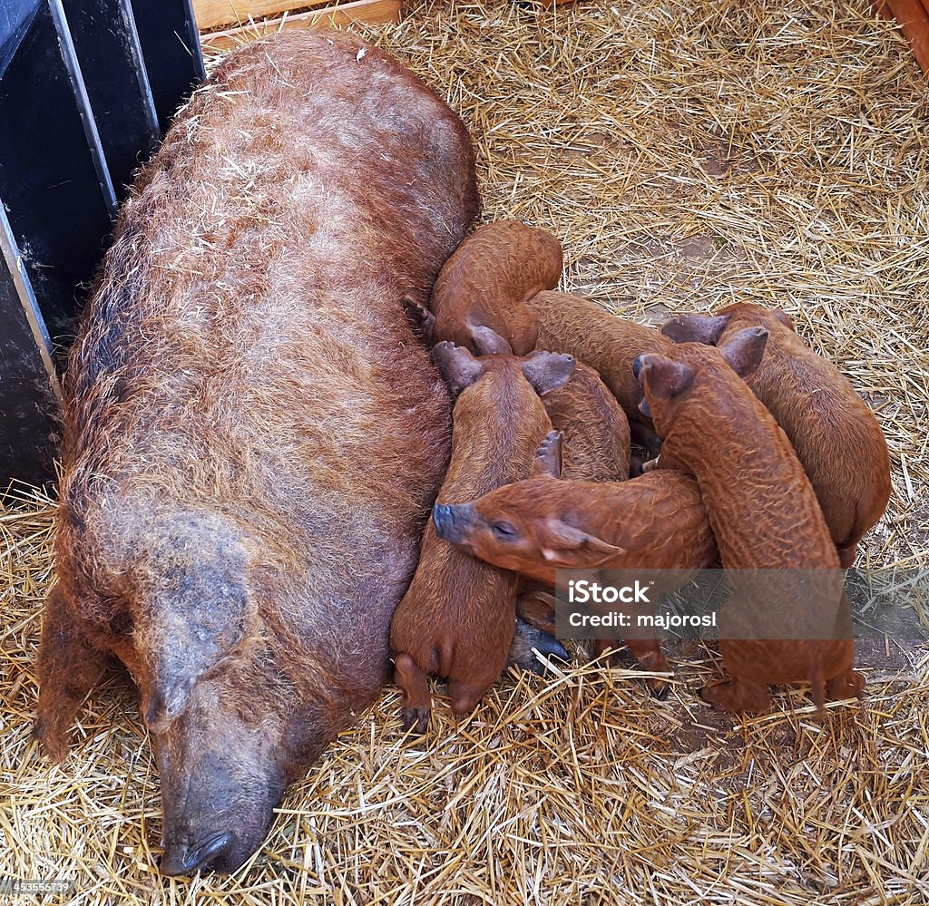 Świnia mangalica Matka i jej prosiąt - Zbiór zdjęć royalty-free (Bez ludzi)