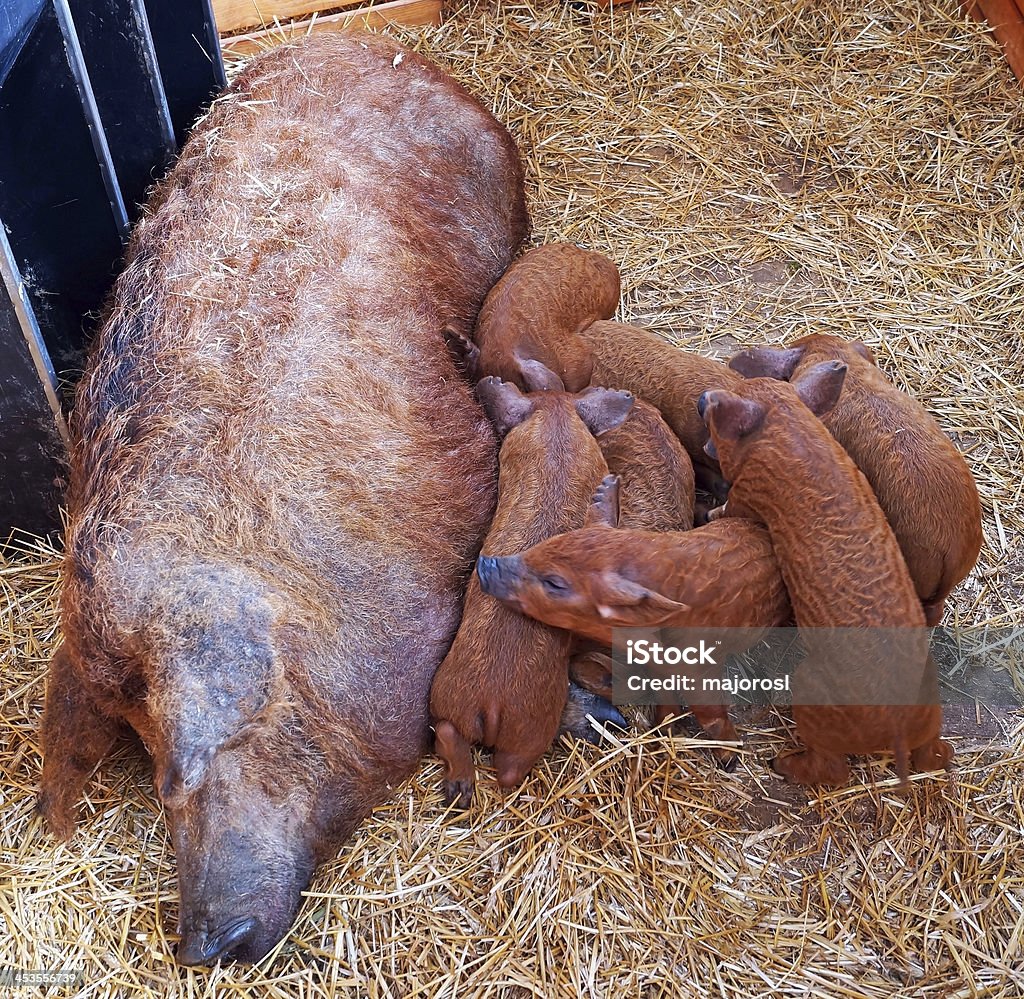 Porco mangalica Mãe e sua leitões - Foto de stock de Agricultura royalty-free