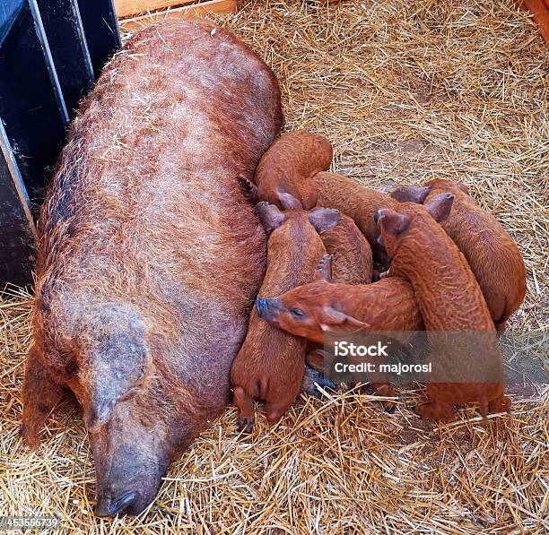 Foto de Porco Mangalica Mãe E Sua Leitões e mais fotos de stock de Agricultura - Agricultura, Animal, Animal de Fazenda