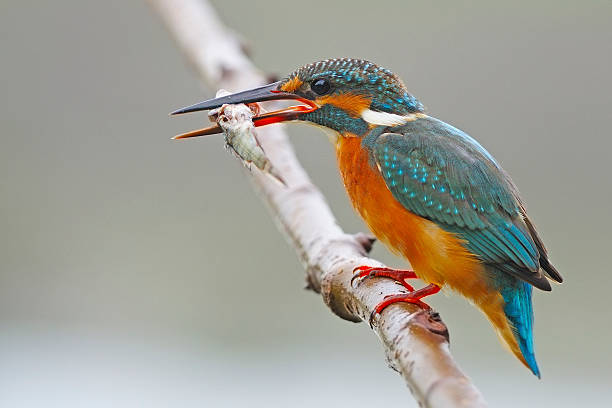 istock female Common Kingfisher 453563221