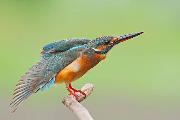 istock female Common Kingfisher 453563407