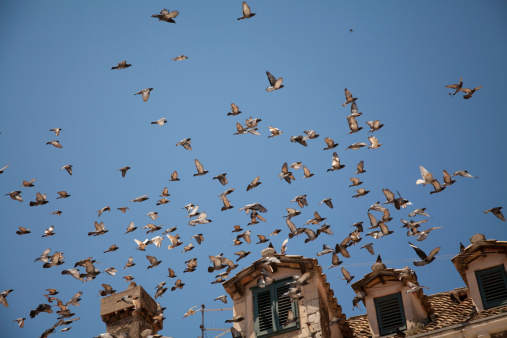 Pidgeons taking flight of an old buildingPidgeons taking flight of an old building