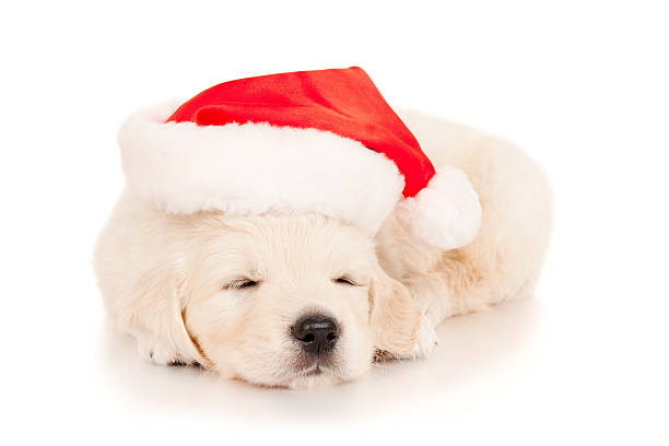 istock Retriever puppy in a Santa Claus hat 453564041