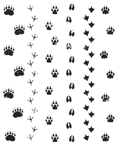 Wild Steps Wild animal tacks. Editable vector Eps8 file. paw print illustrations stock illustrations