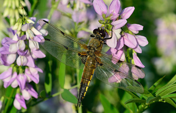 istock Dragonfly in sun on flower 453564291