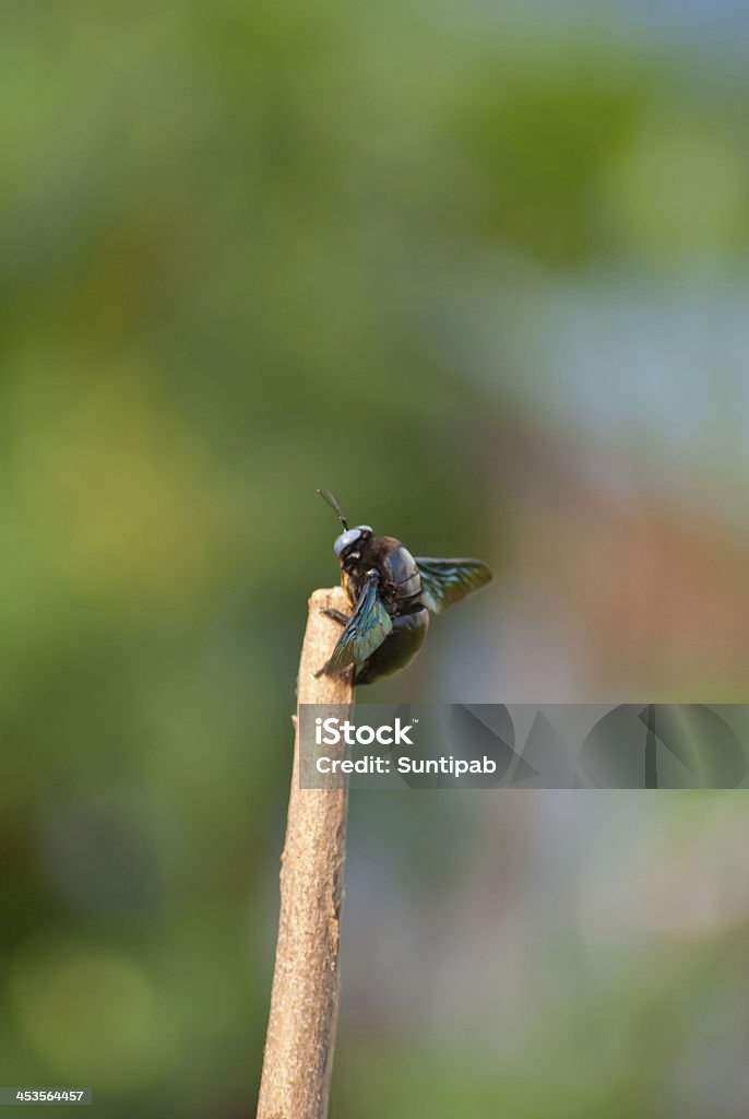 Stick insects Insect green sticks and twigs. Animal Stock Photo