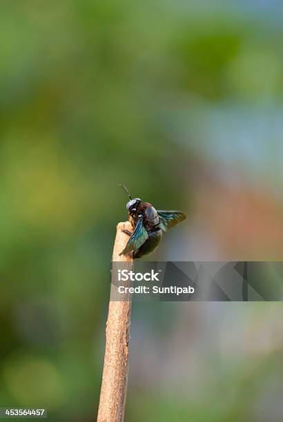 Stick Insects Stock Photo - Download Image Now - Animal, Animal Wildlife, Branch - Plant Part