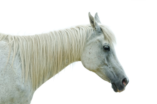 Asil Arabian mare (Asil means - this arabian horses are of pure egyptian descent). Isolated on white. 