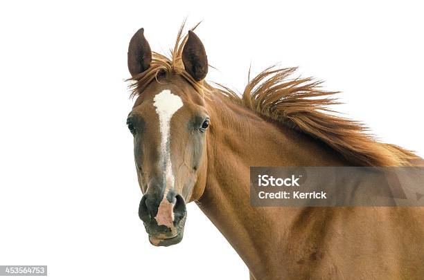 Black Cab Arabischen Mareisoliert Auf Weiss Stockfoto und mehr Bilder von Pferd - Pferd, Freisteller – Neutraler Hintergrund, Weißer Hintergrund