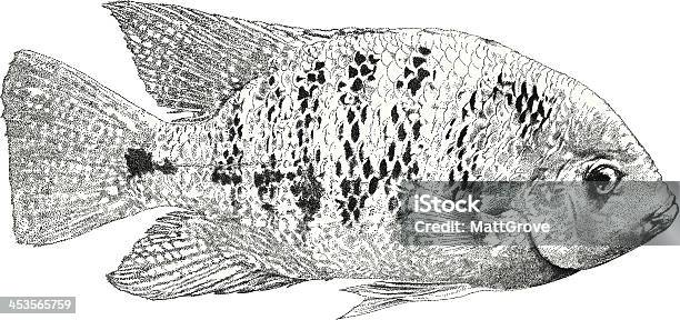 Pesce Tropicale - Immagini vettoriali stock e altre immagini di Animale domestico - Animale domestico, Barriera corallina, Illustrazione