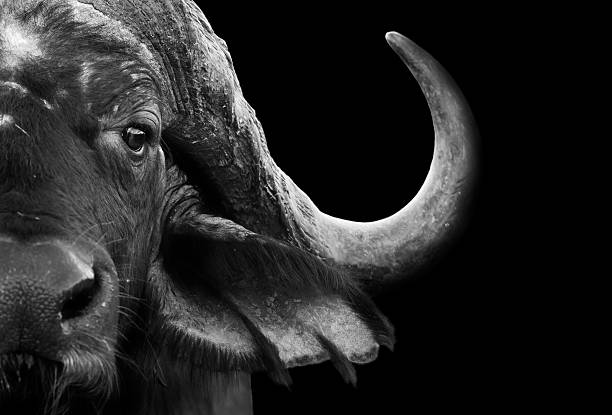 Buffalo Close Up Close up black and white image of an African cape buffalo african buffalo stock pictures, royalty-free photos & images