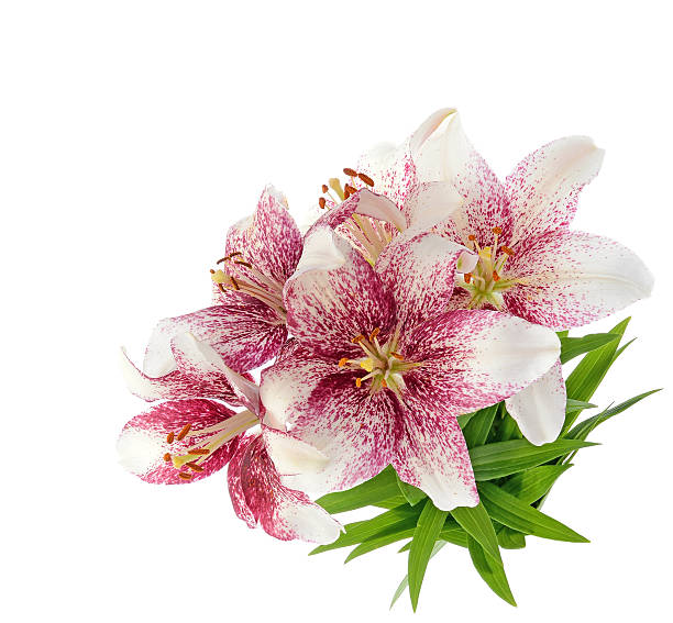 Tiger lillies isolated on white stock photo