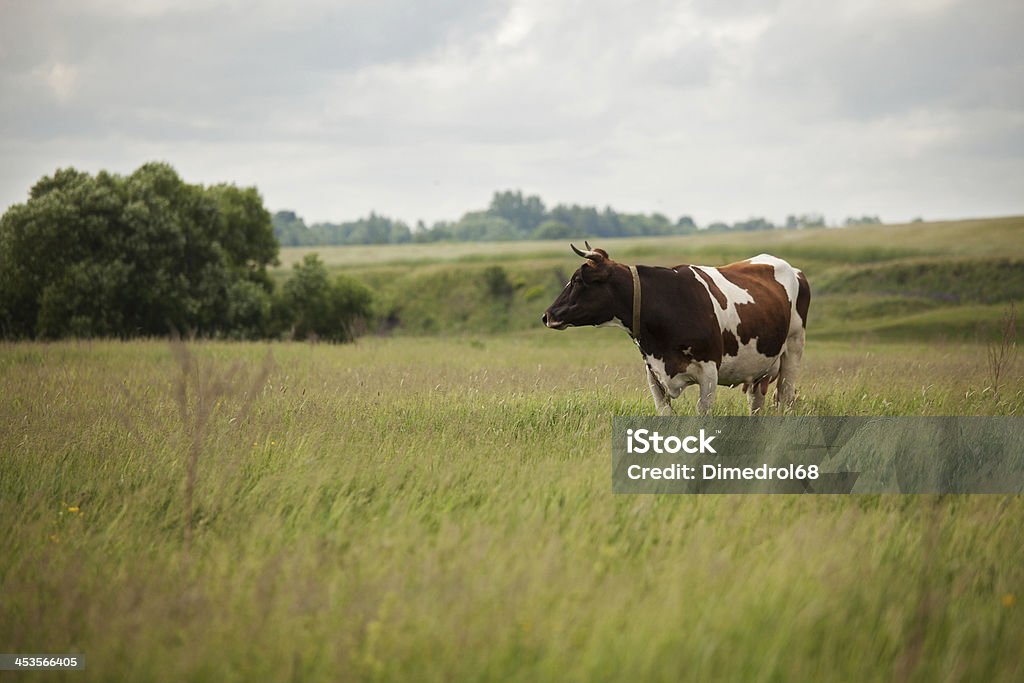 Vaca está pastando nos prados - Foto de stock de Agricultura royalty-free