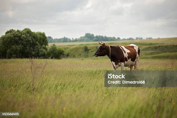 Foto de Vaca Está Pastando Nos Prados e mais fotos de stock de Agricultura - Agricultura, Animal, Animal doméstico