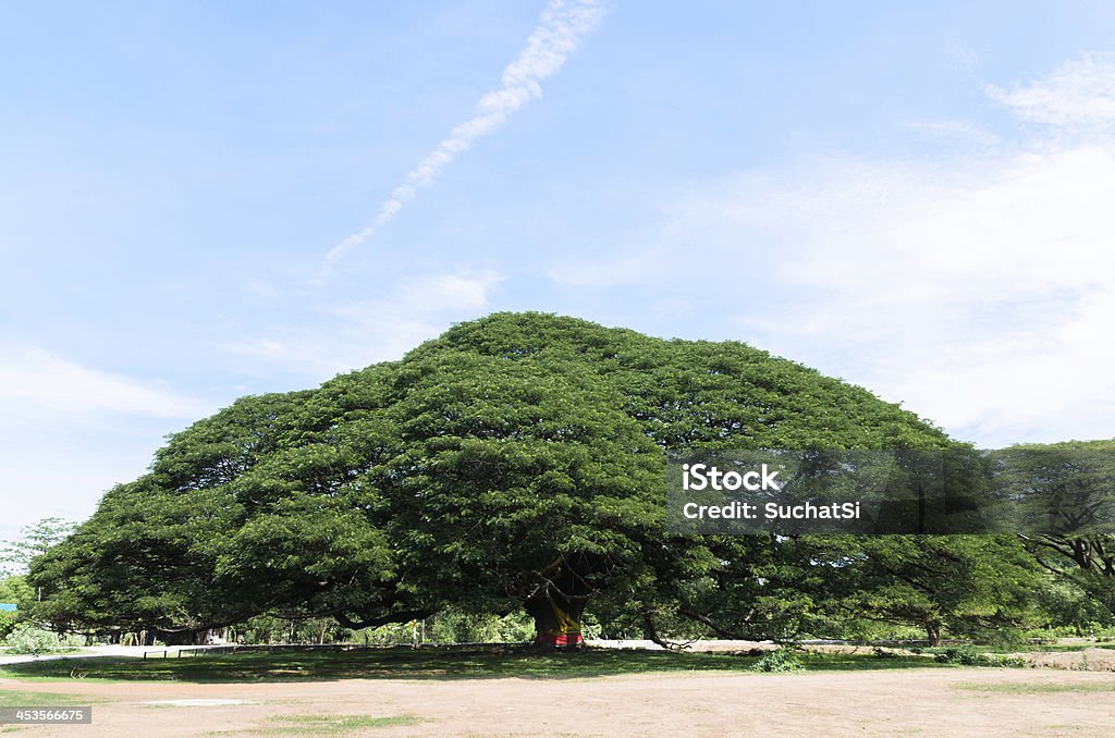 Árbol gigante - Foto de stock de Aire libre libre de derechos