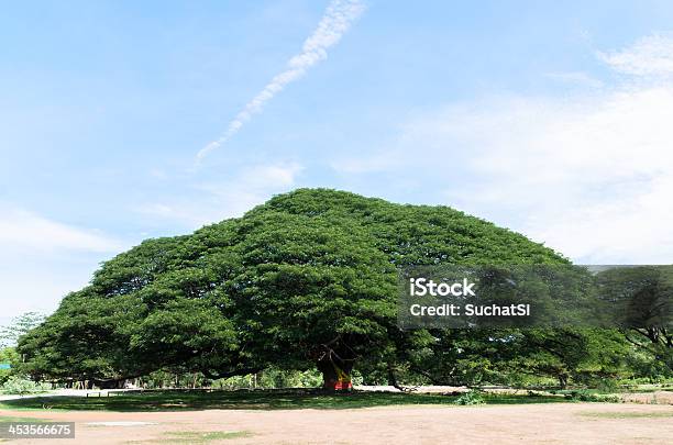 Árbol Gigante Foto de stock y más banco de imágenes de Aire libre - Aire libre, Alto - Descripción física, Bosque