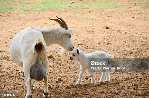 Cabra Recién Nacido Foto de stock y más banco de imágenes de Agricultura - Agricultura, Animal, Animal doméstico