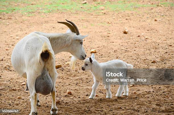 Photo libre de droit de Chèvre Nouveauné banque d'images et plus d'images libres de droit de Agriculture - Agriculture, Animal nouveau-né, Animaux domestiques