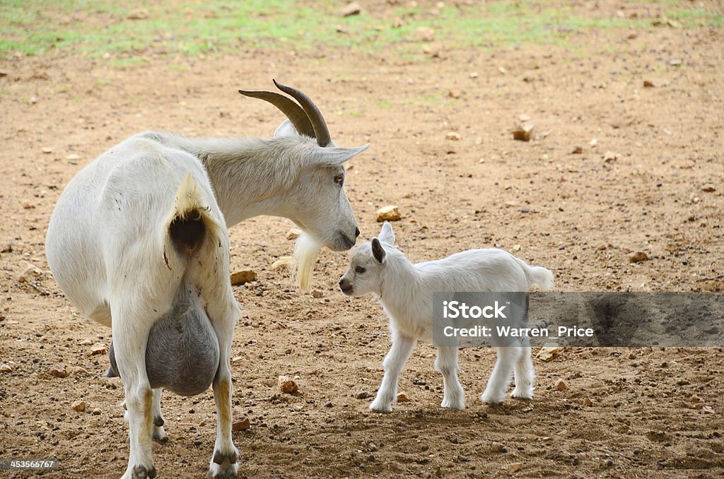 Recém-nascidos e cabra - Foto de stock de Agricultura royalty-free