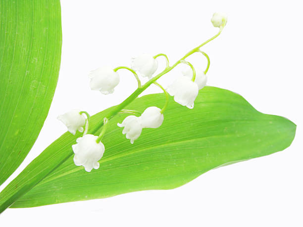 istock bouquet lily of the valley flowers 453566949