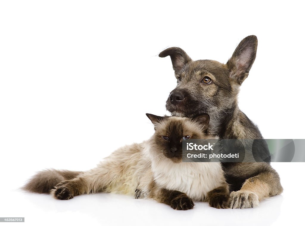 mixed-breed Hund und Katze zusammen - Lizenzfrei Hauskatze Stock-Foto