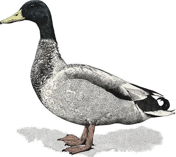 Vector illustration of Mallard