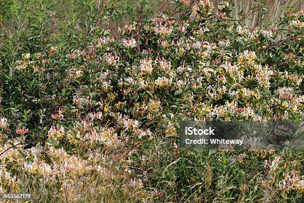 Perfumado Flores De Wild Madressilva Lonicera Periclymenum - Fotografias de stock e mais imagens de Madressilva