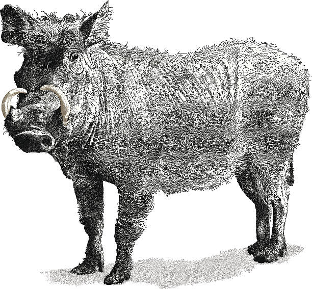 warzenschwein - warzenschwein stock-grafiken, -clipart, -cartoons und -symbole
