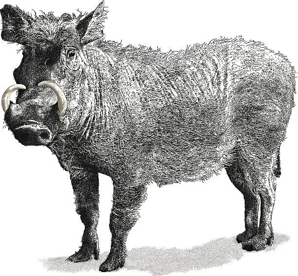 Vector illustration of Warthog